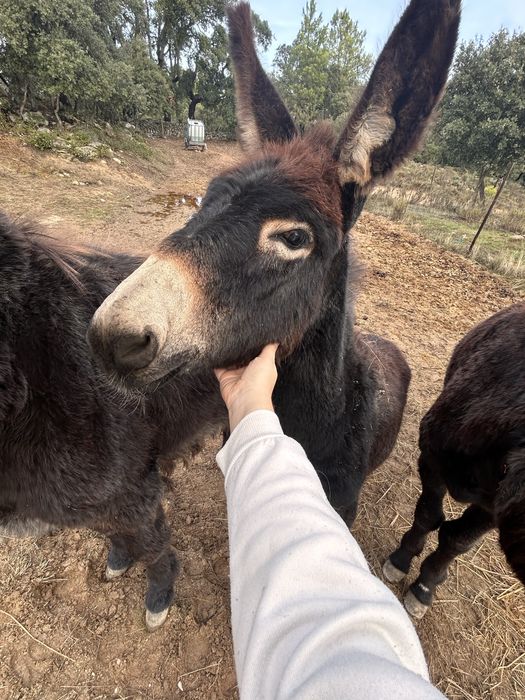 Burro jovem 6 meses – muito meigo