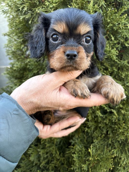 Cavalier King Charles Spaniel