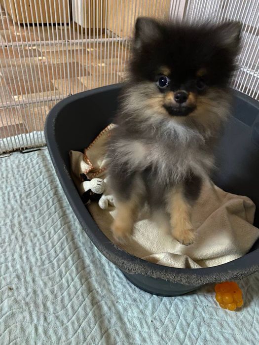 Шпіц. Померанець.