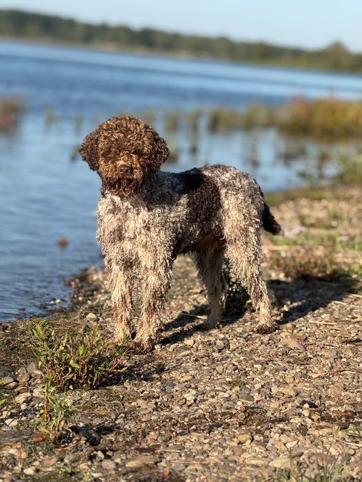Lagotto romagnolo ZKwP/FCI - piękna czekoladowa suczka