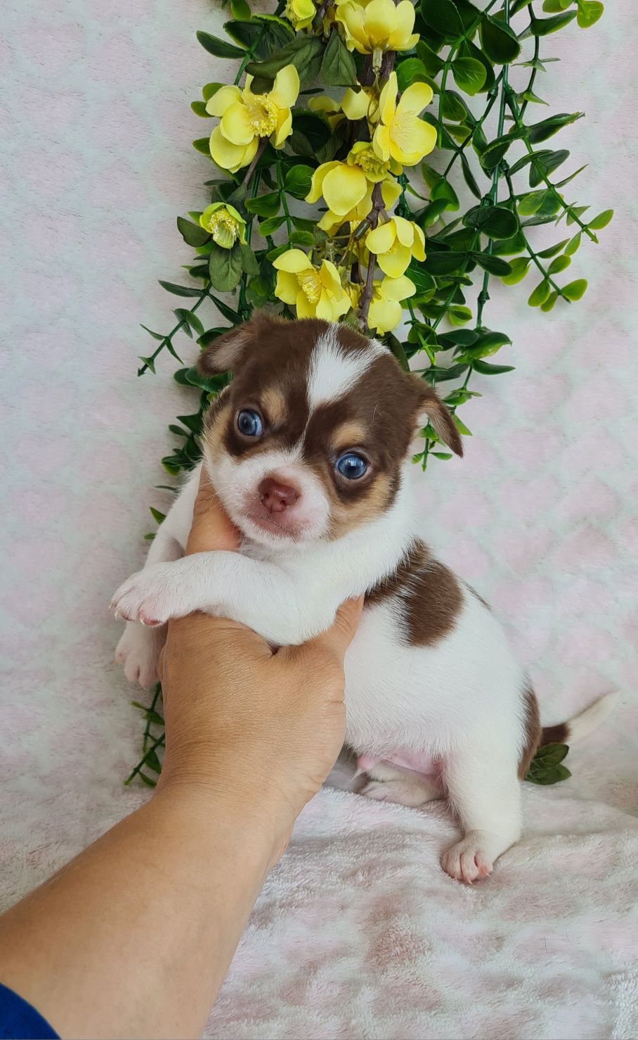 Fantástico Chihuahua/Chiuaua LinhagemRussa de Qualidade