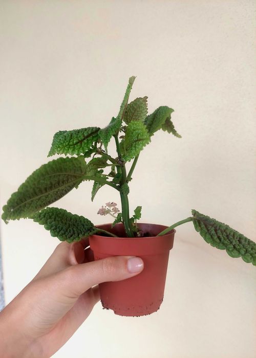 Planta Pilea Moon Valley