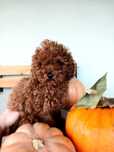 toy poodles redbown
