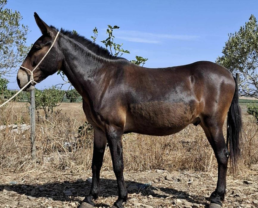 Vendo macho 9 anos engatado