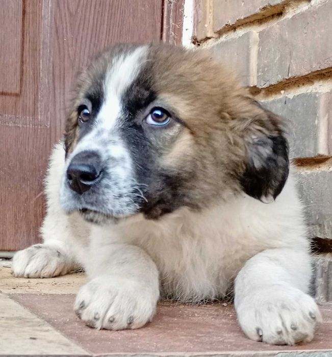 Oddam Szczeniaki Bernarda