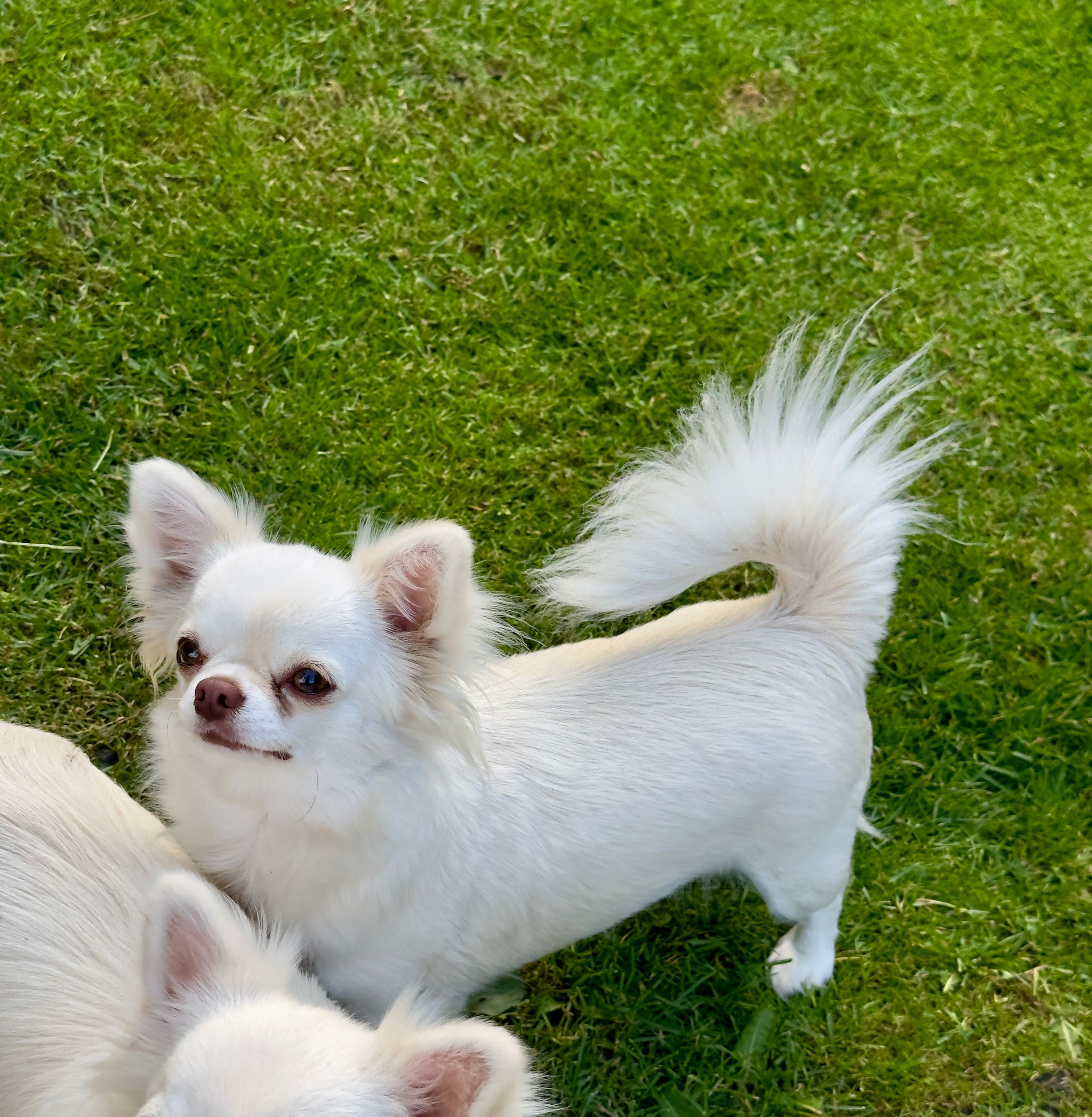 Suczka chihuahua długowłosy FCI