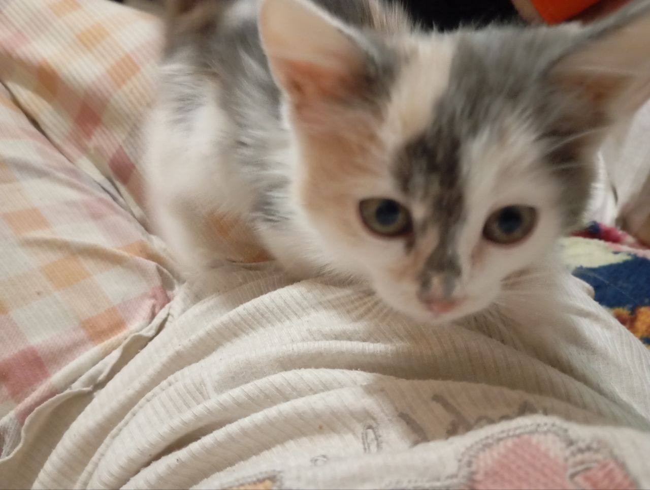 Маленькая трёхцветная котенок девочка ищет дом! Отдам в хорошие руки!