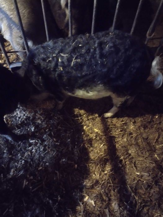 Угорська мангалиця