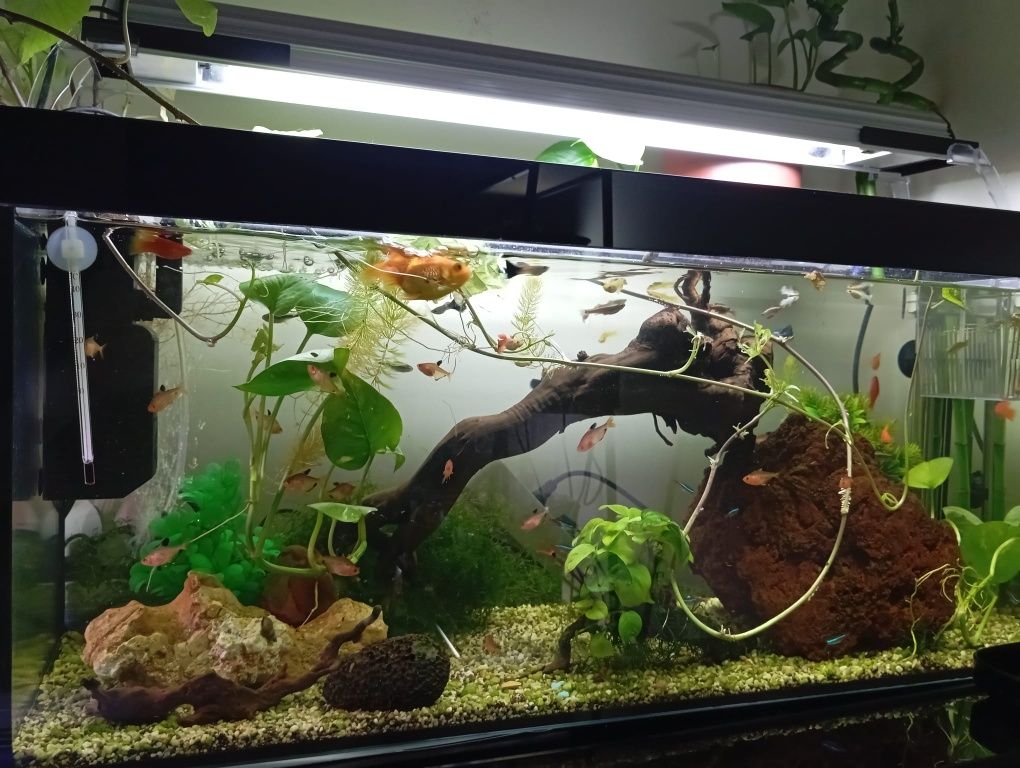 Aquários variados