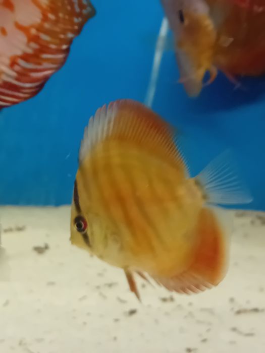 Paletki Red cover
