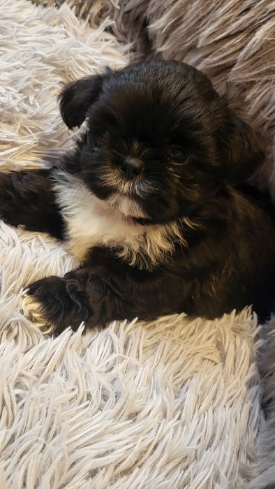 Shih-tzu shihtzu pies samiec z  rodowodem