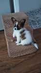 Piesek Papillon Spaniel Kontynentalny