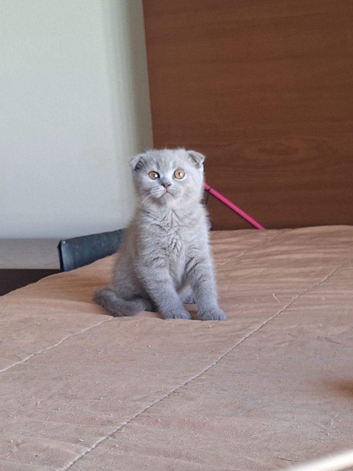 Scottish fold fêmea lilac