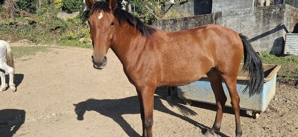 Vendo poldra com 3anos PSL