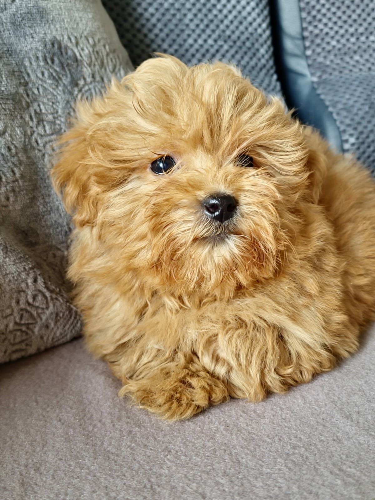 Piekny Piesek Maltipoo