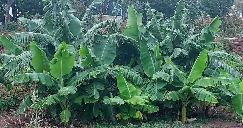 Bananeiras da Madeira Musa