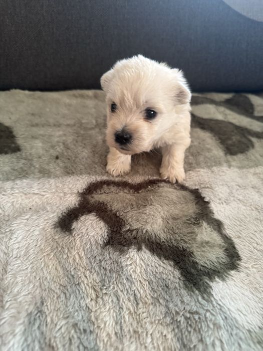 Śliczna Sunia West Highland White Terrier Gotowa Do Odbioru