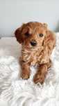 Maltipoo F1B piesek ciemny red