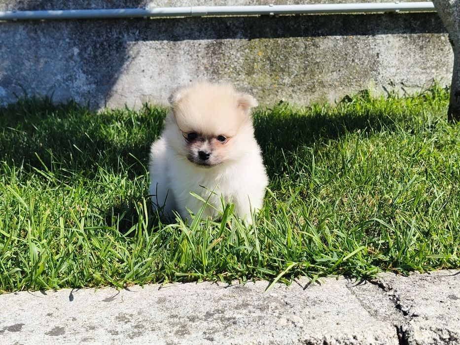 Spitz alemão machinho