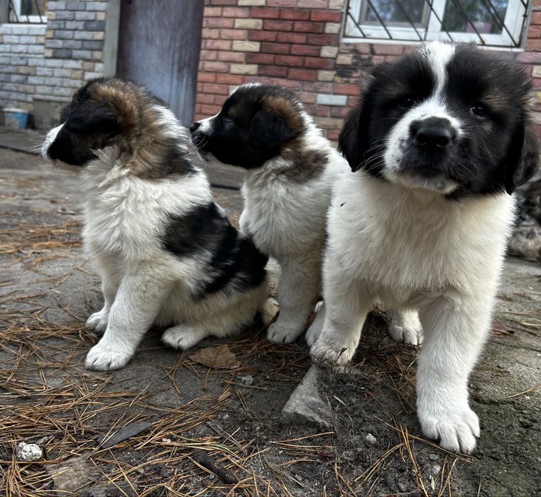 Щенки московской сторожевой, щенок московская сторожевая, цуценята