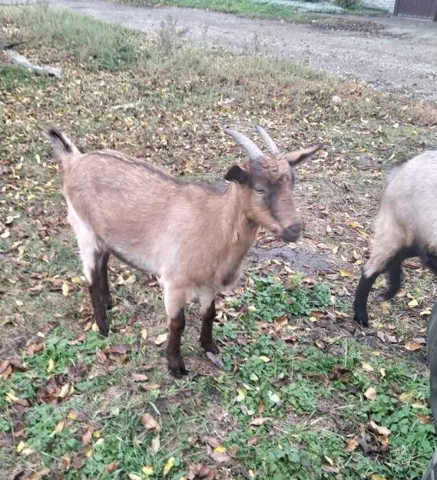 Продам котную козочку