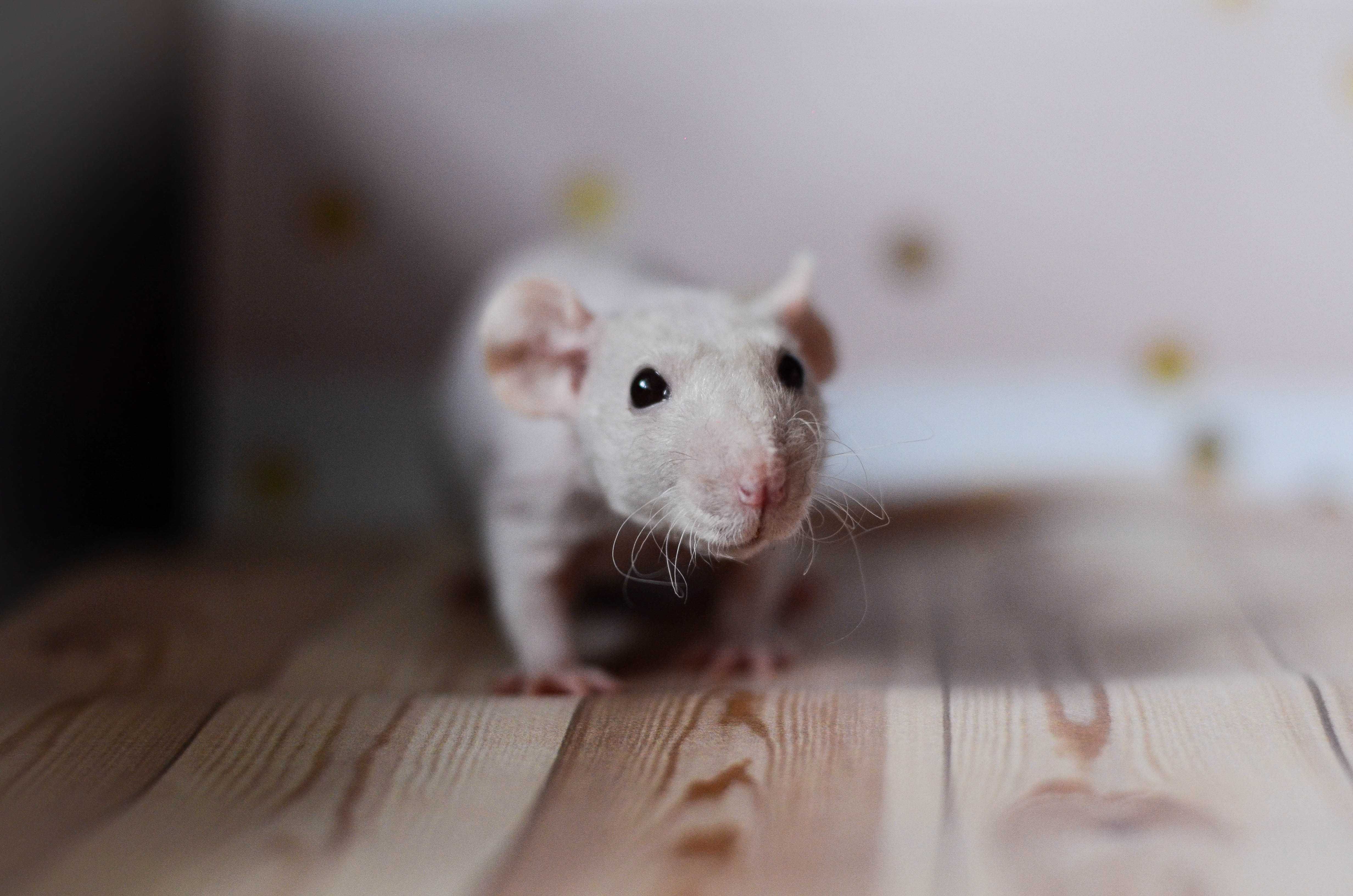 дуже гарні пацюки різновиду фазз-лисі