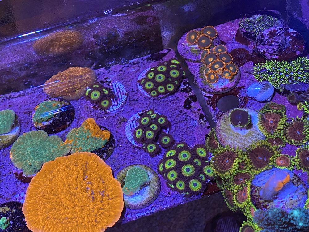 Coral frag agua salgada aquario reef zoanthus hulk