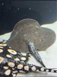 Potamotrygon motoro marblead ( płaszczka )