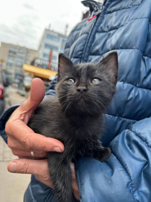 Віддам кошенят, 2 котика 1 кішечка