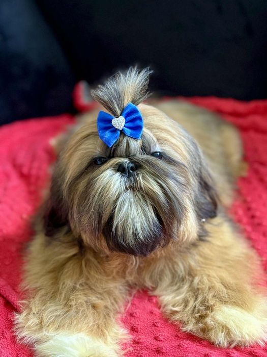 Piesek Alex 5m-cy  shih tzu Zkwp FCI szuka domku