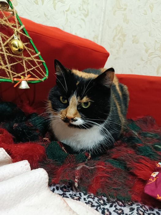 Віддам кицю в добрі руки