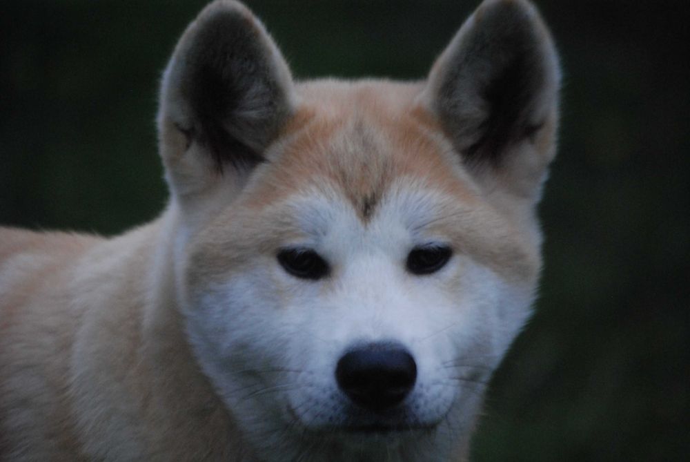 Akita Inu Hodowla Yasashi Inu