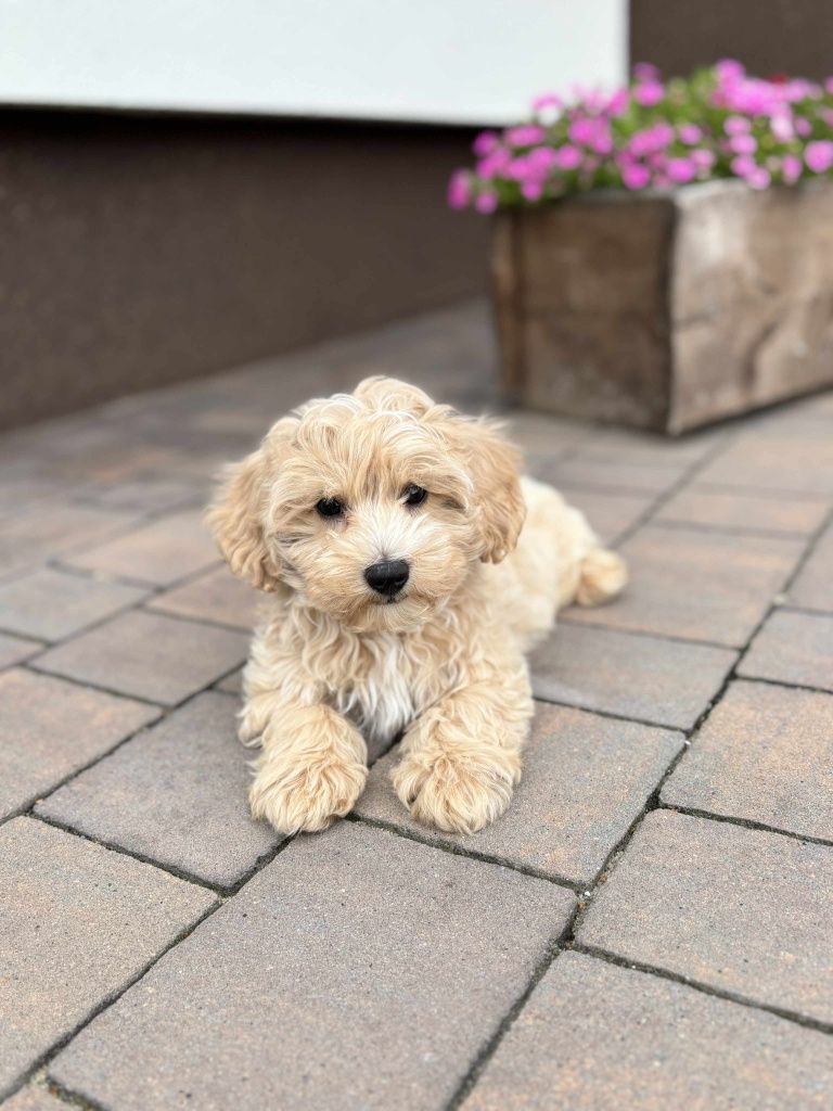 Piesek rasy Maltipoo
