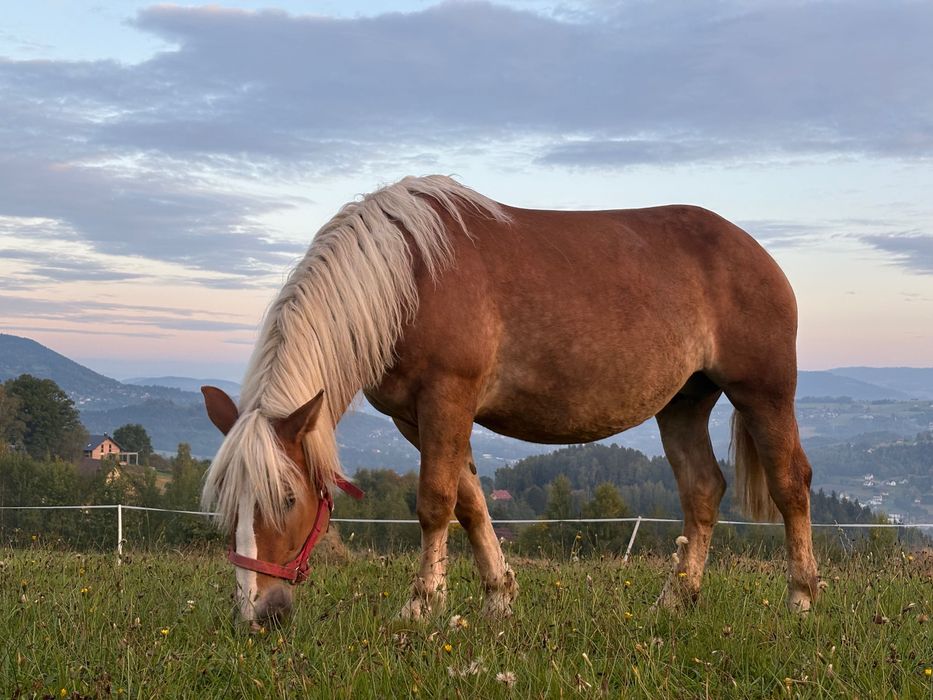 Źrebica zimnokrwista