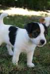 Jack Russell Terrier