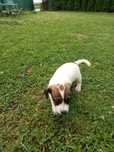 Oddam za darmo  Jack Russell terrier