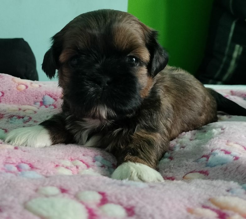 Brązowy piesek Shih Tzu