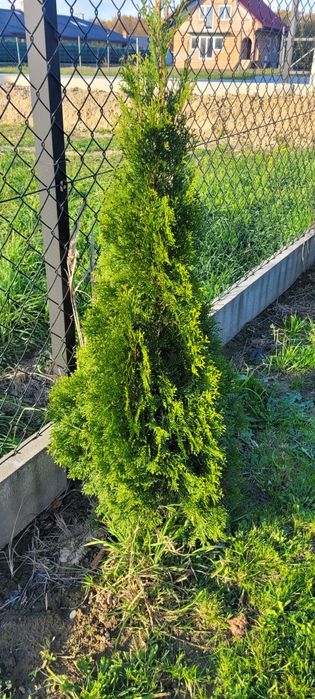 Thuja szmaragd 2 sztuki