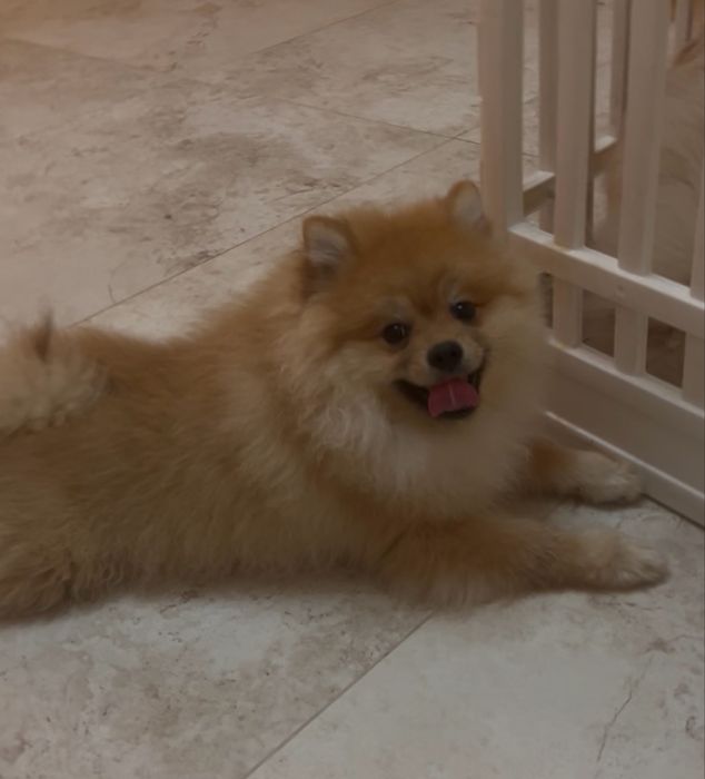 Szpic miniaturowy Misiu Samiec Pomeranian Boo