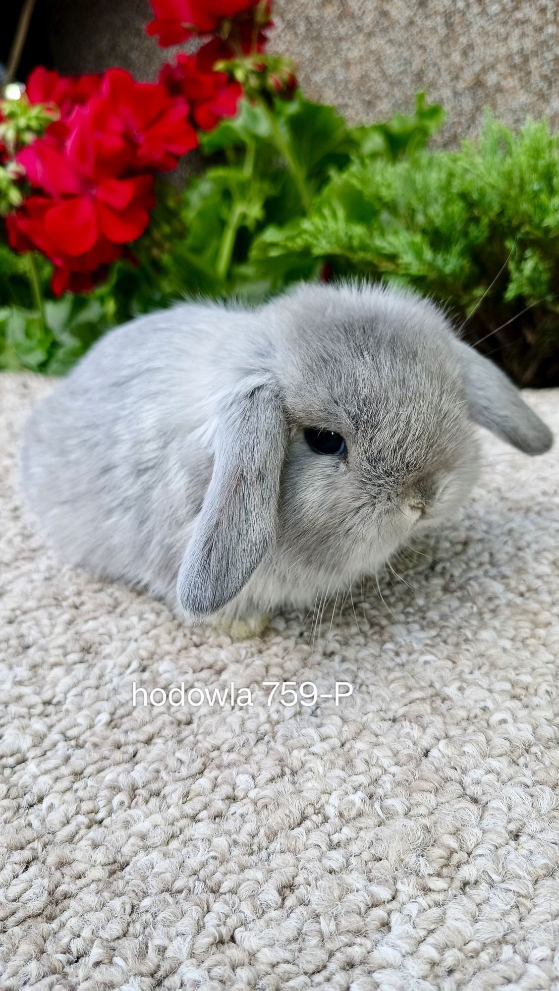 Mini lop króliki karzełek miniaturka baranek hodowla