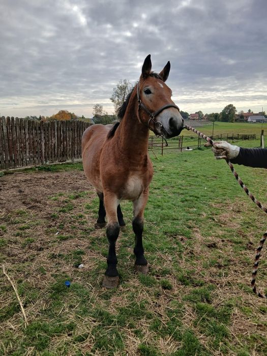 Ogierek księga główna likwidacja