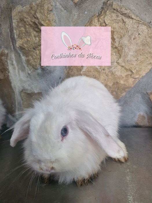 Coelhos anoes mini lop
