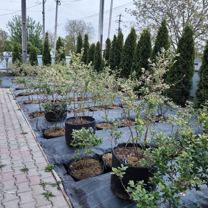 Продам дорослі плодолосні кущі Лохини!