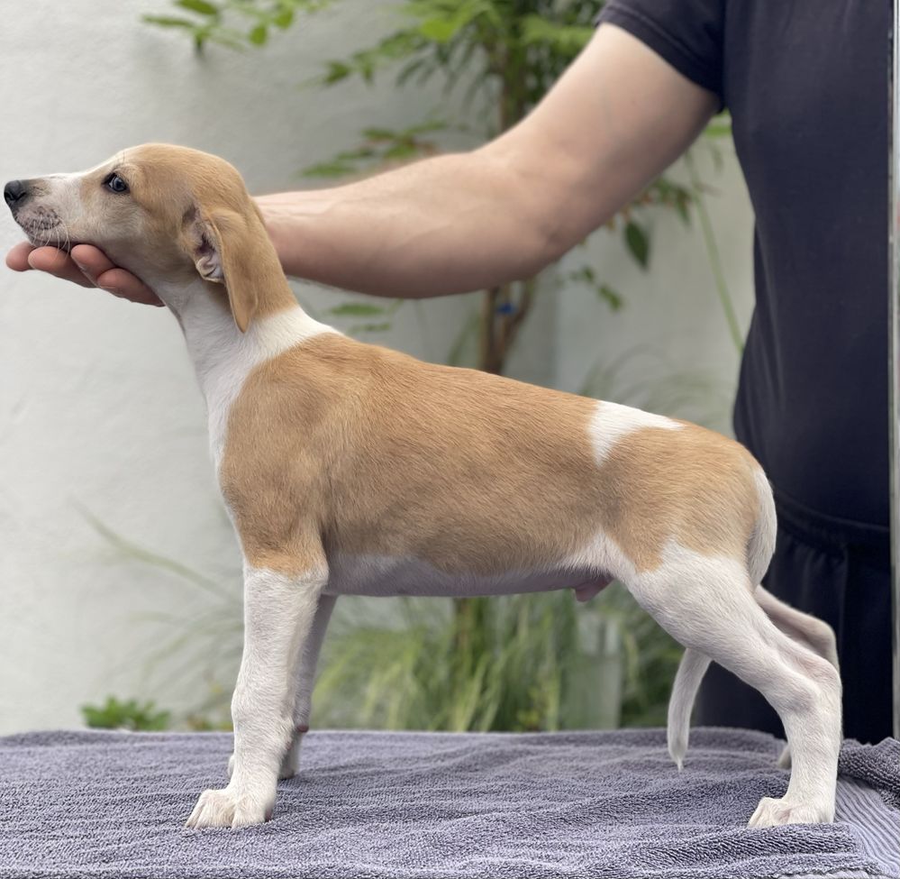 Chłopiec Whippet ZKwP piękne umaszczenie Revirado FCI do odbioru