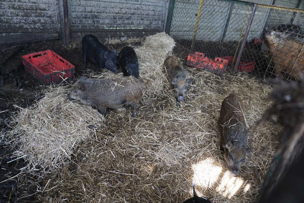 świnie wietnamskie _ wietnamki samce samice świnki mieszańce MANGALICA