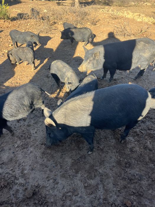 Vendo porcos,  cruzados com varias raças