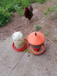 Poidło dla drobiu karmnik dla drobiu kur kurczaków