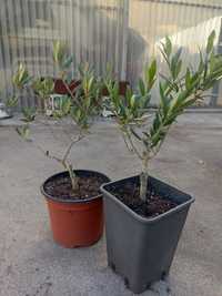 Oliveirinhas bonsai