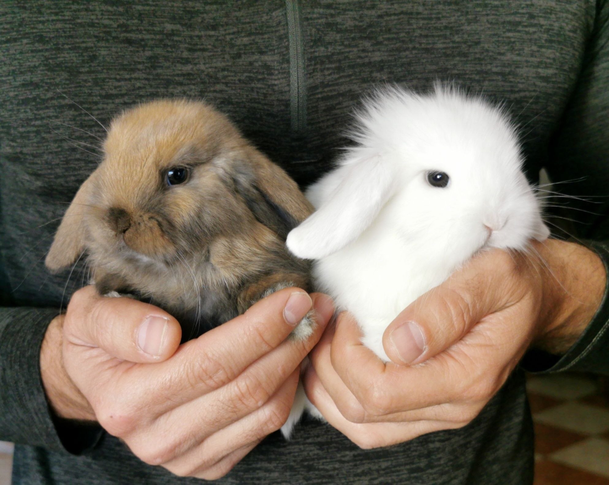 KIT Coelhos anões orelhudos(mini Lop) desparasitados e vacinados