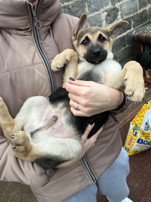 Щенята безкоштовно